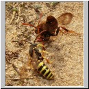 Nomada lathburiana - Wespenbiene 02.jpg